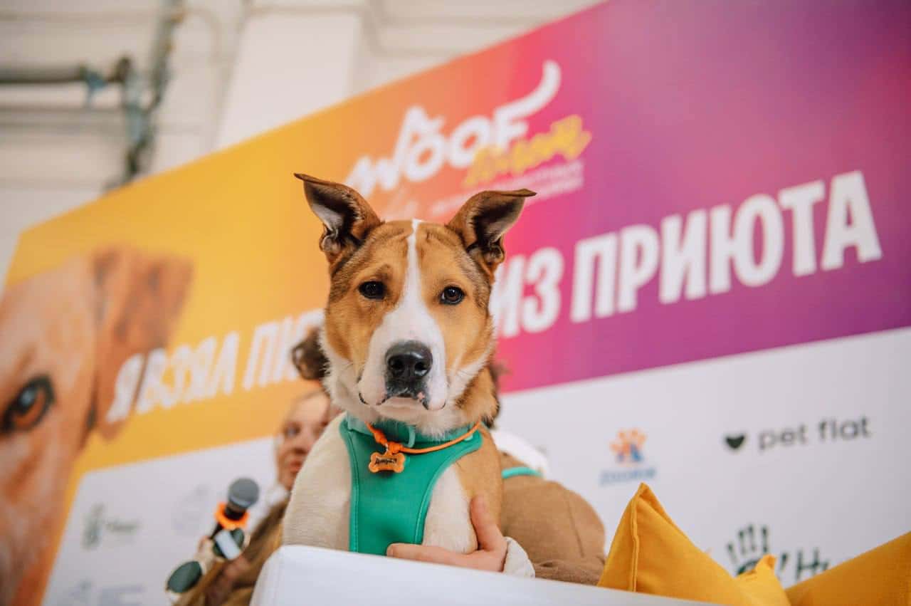 WOOF FEST — день собак