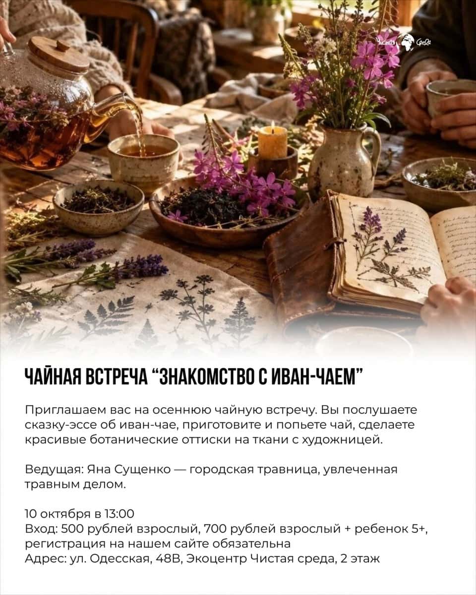 Чайная встреча: знакомство с иван-чаем