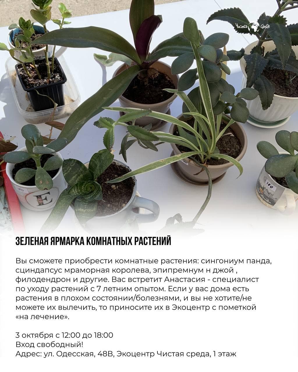 Зелёная ярмарка комнатных растений
