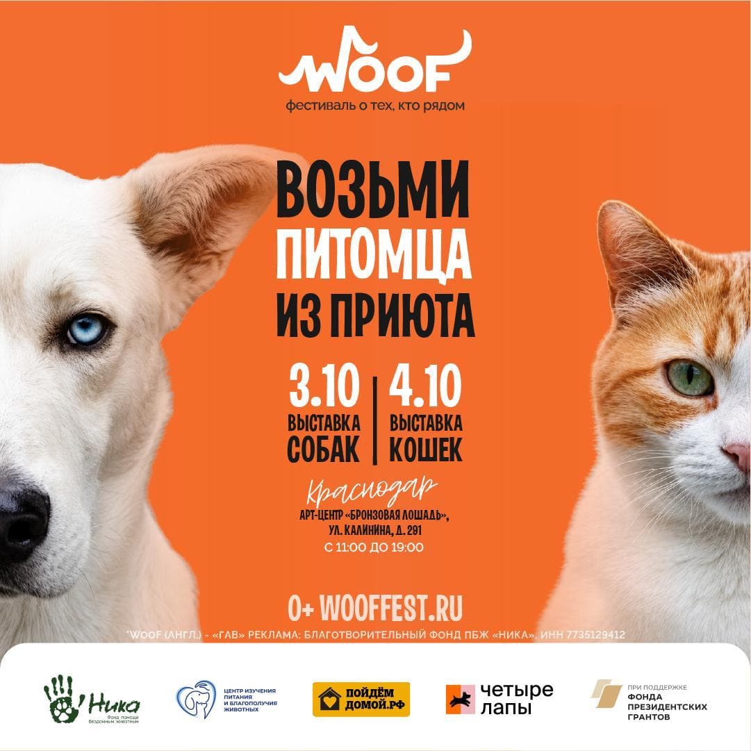 Благотворительный фестиваль WOOF. День кошек