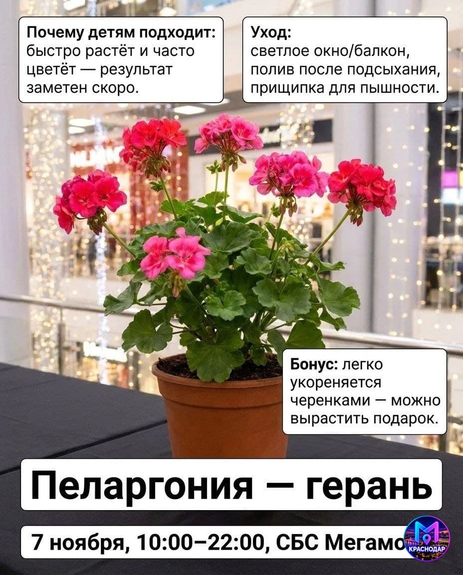 Ботанический маркет трава-мурава